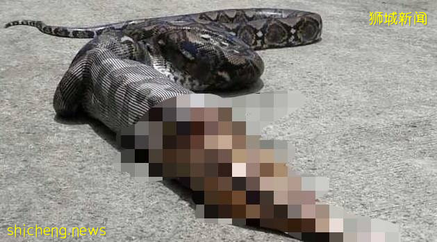 這樣的新加坡真是待不下！去！了