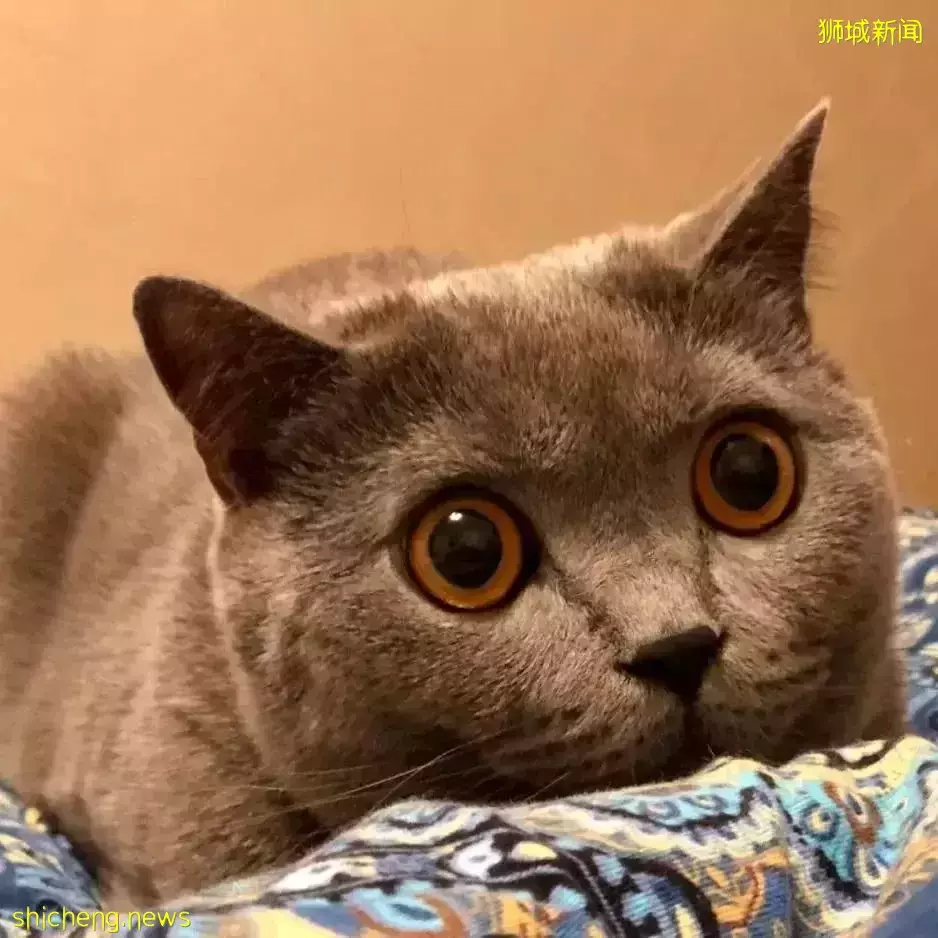 耗时6个月,隔离30天,我的宝贝终于来新加坡跟我团聚了