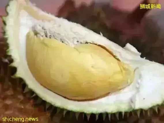 新加坡 榴梿季來襲