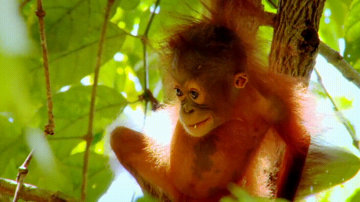 僅$99!做猩猩助養員、近距離寫生,在新加坡竟然有這麽有意義的假期營