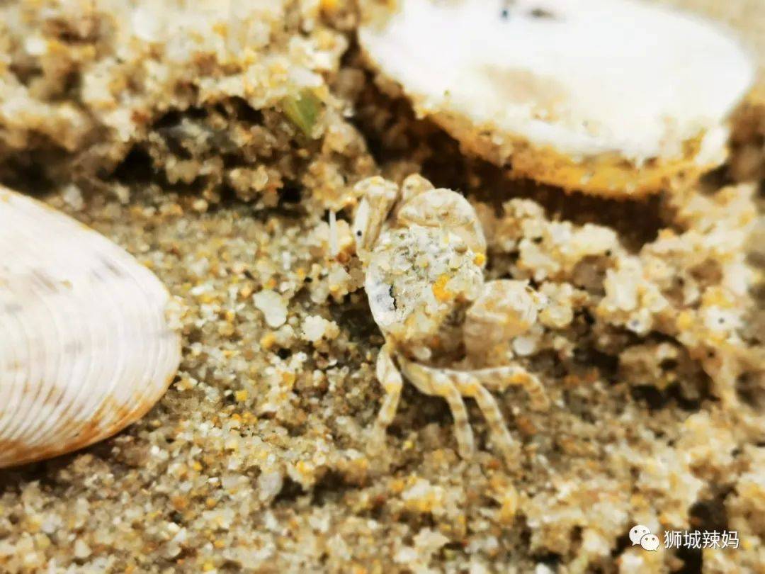 新加坡最好玩的海灘公園!趕海、騎馬、劃艇、樹籬迷宮、燒烤露營,超適合家庭出遊