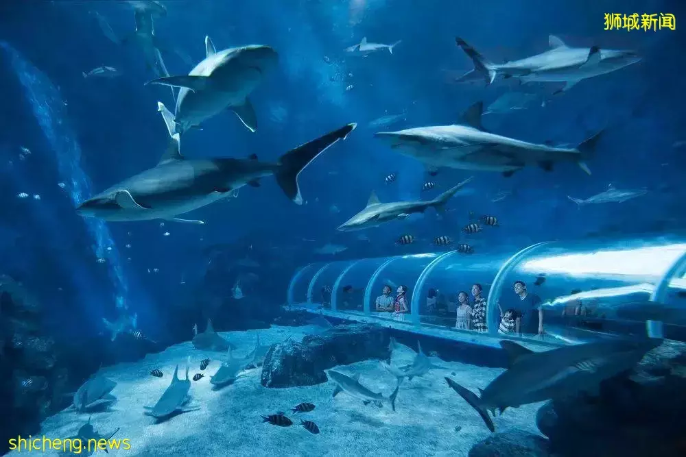 5月1日起入境新加坡可使用IATA通行證，新加坡親子遊攻略