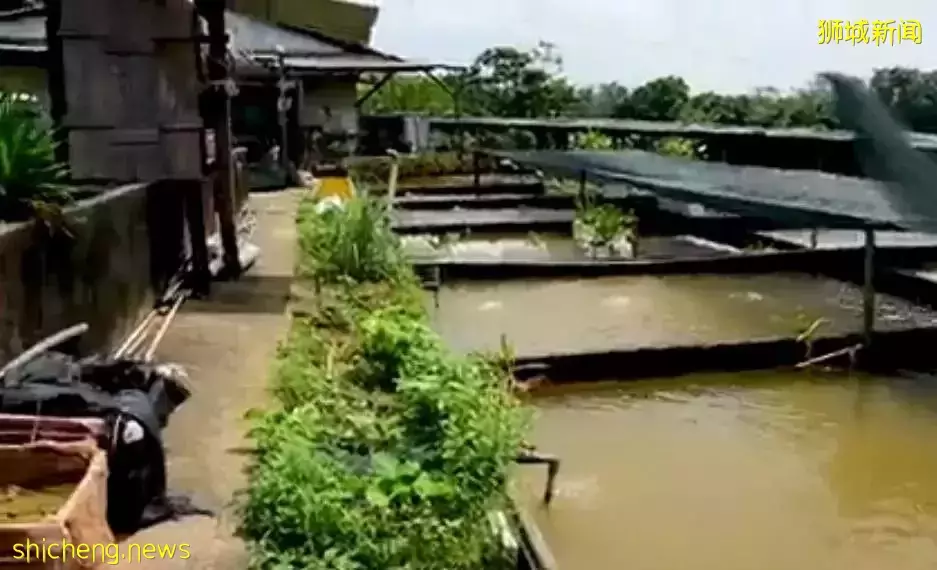 新加坡居然也有小龍蝦養殖場？還享受“總統套房”