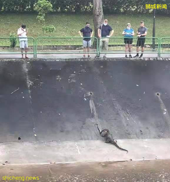 巨蜥狂啃巨蟒尸体,大自然的惊人景象你敢看吗