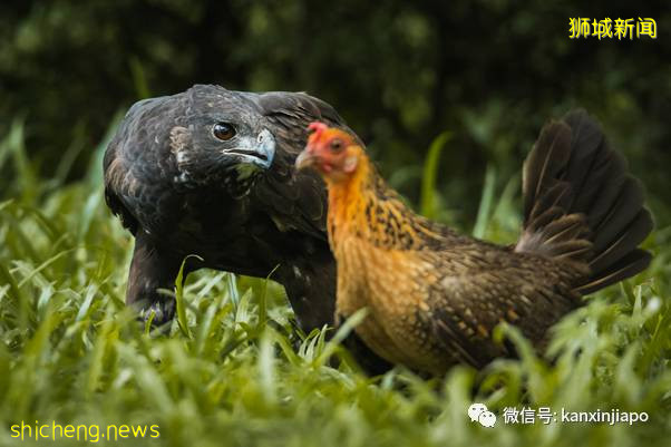 “老鹰抓小鸡”在新加坡真实上演!整只被无情吞下肚