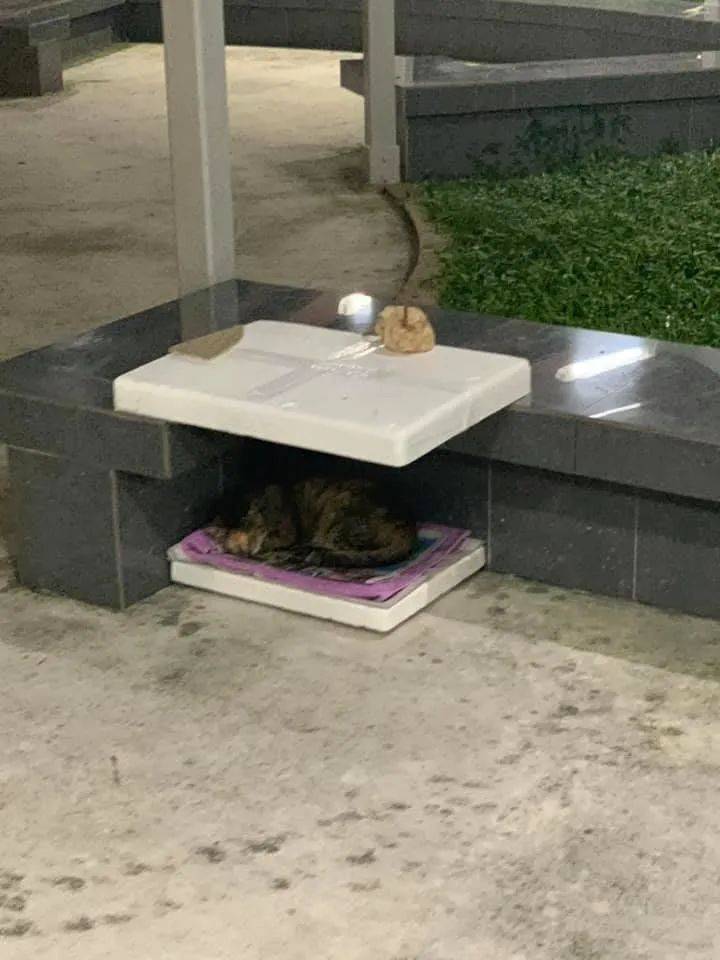 连续暴雨多天，终于在新加坡看到了黄河