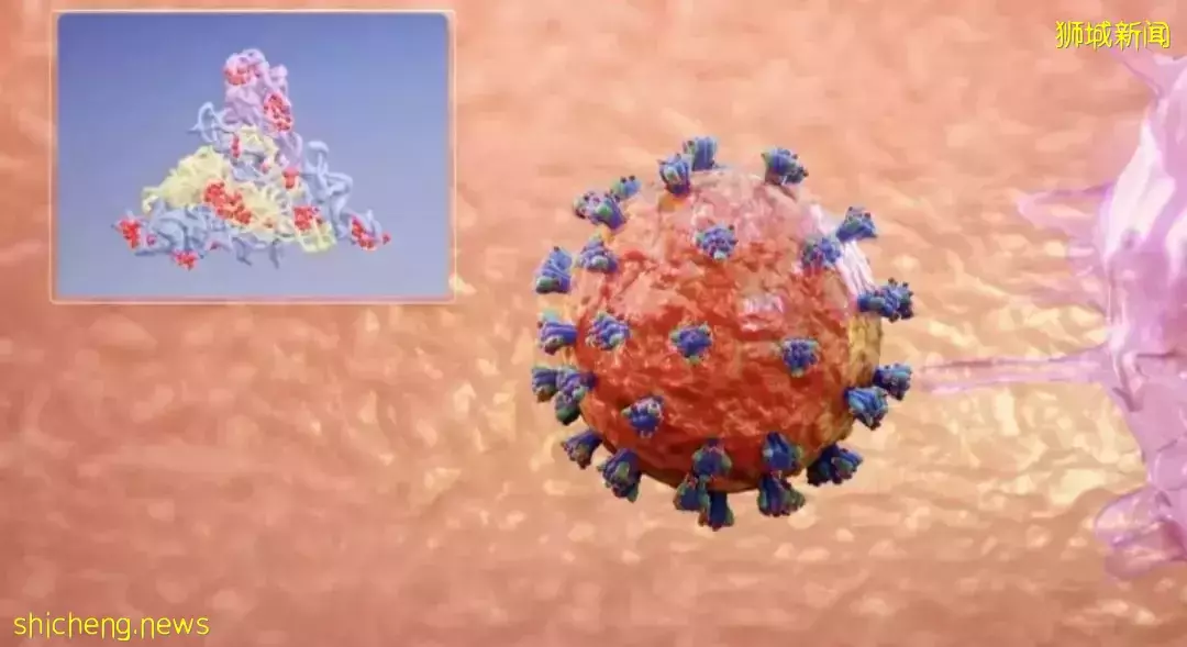 傳播最快的新冠變種出現了!新加坡還會收緊嗎?有專家預測疫情8月結束