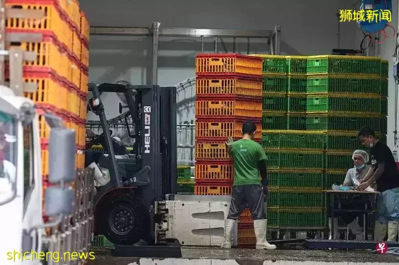 太抢手!新加坡鸡肉摊五小时内,卖光110只甘榜鸡