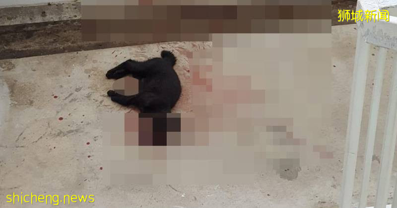 又是冷血杀猫！ 小黑猫惨遭虐死