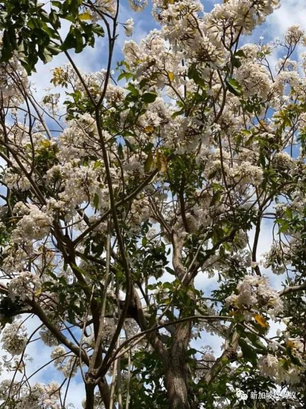 北半球9月刚入秋,新加坡却迎来“第二春”