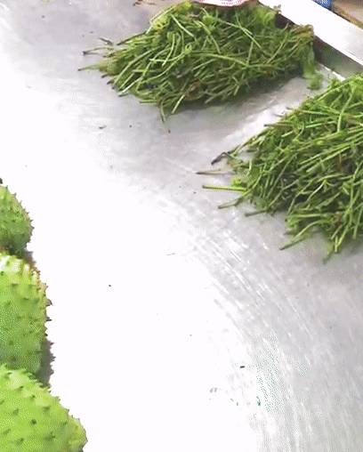 這個蕨類在新加坡被一掃而空,究竟是何方神聖