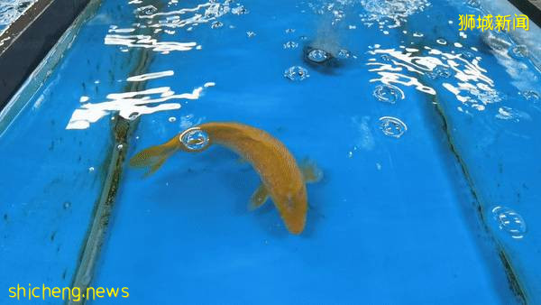 新加坡再次解封後，這家中國超市火了！80多種海鮮$2起！小龍蝦辣條包點東北大米扛回家