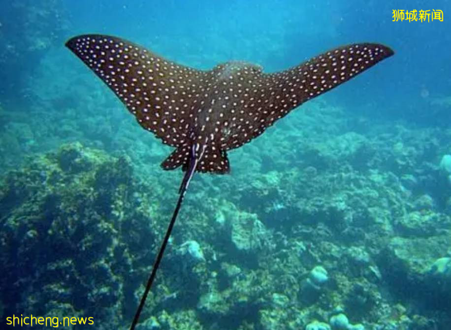 神秘又稀奇的海洋动物,在怡丰城附近平静地游泳