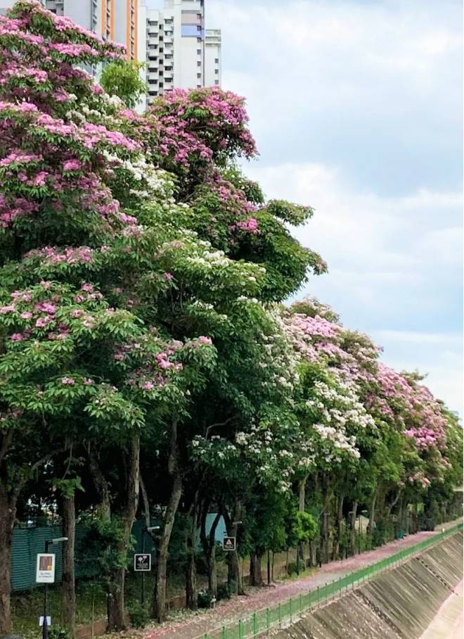 刷屏啦！新加坡秒變花花世界，美到窒息