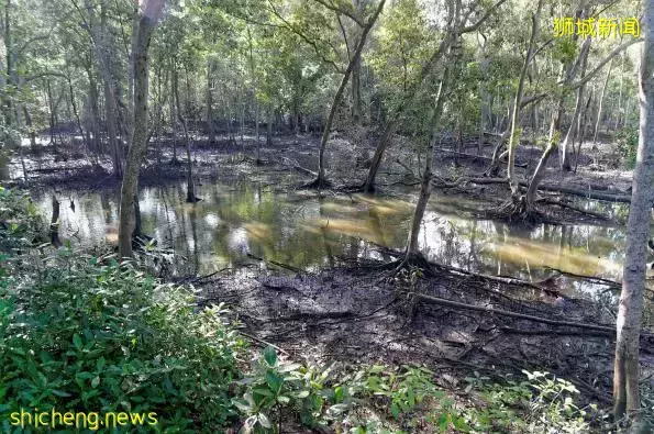 《即刻隨心所想，心想獅城》新加坡生態遊系列2