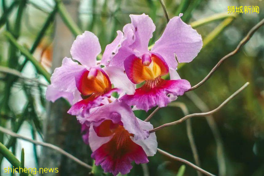 新加坡56周年国庆将至,你知道坡岛国旗差点是蓝色的吗