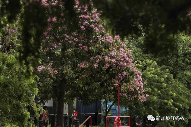 北半球9月刚入秋,新加坡却迎来“第二春”