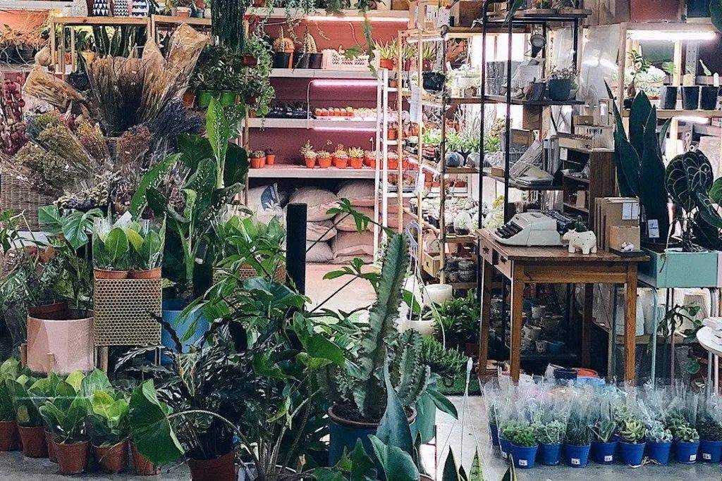 在新加坡哪裏買綠植最合適？走起來