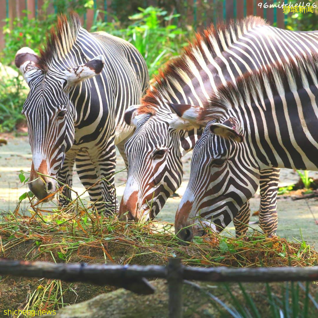攻略收好、出發開啓親近動物之旅🦩從白天玩到晚上、10大景點近距離接觸小動物