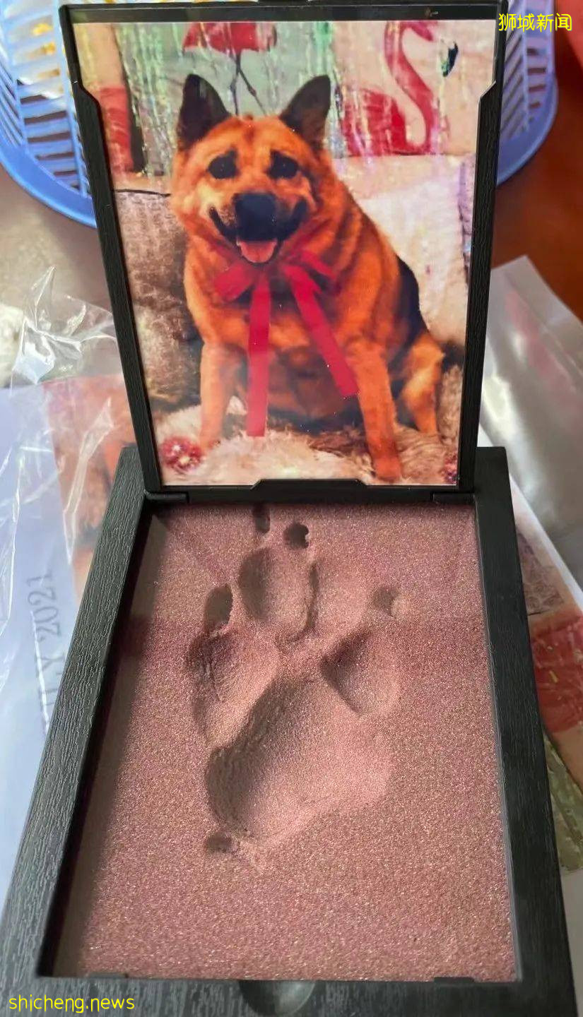 “我最亲爱的四喜走了,带走了我在新加坡16年的青春和回忆...”