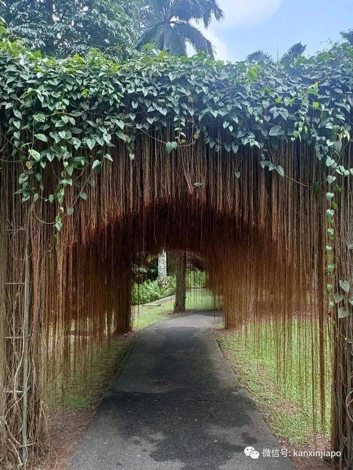 实拍新加坡植物园,居然变成了爱丽丝仙境