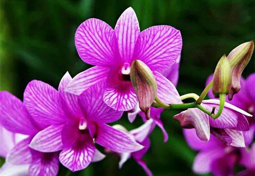 新加坡植物园,真的是个风景如画的好地方呢~(一)