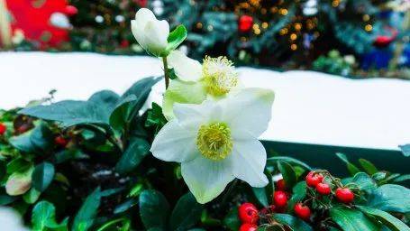 這個聖誕,來濱海灣花園開啓一場夢幻的北歐之旅吧