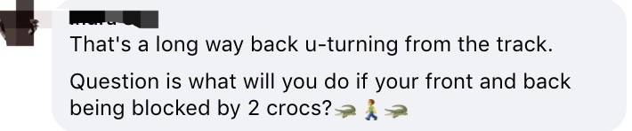 新加坡鳄魚上岸堵路,張開大嘴!海豚犀鳥也都來了