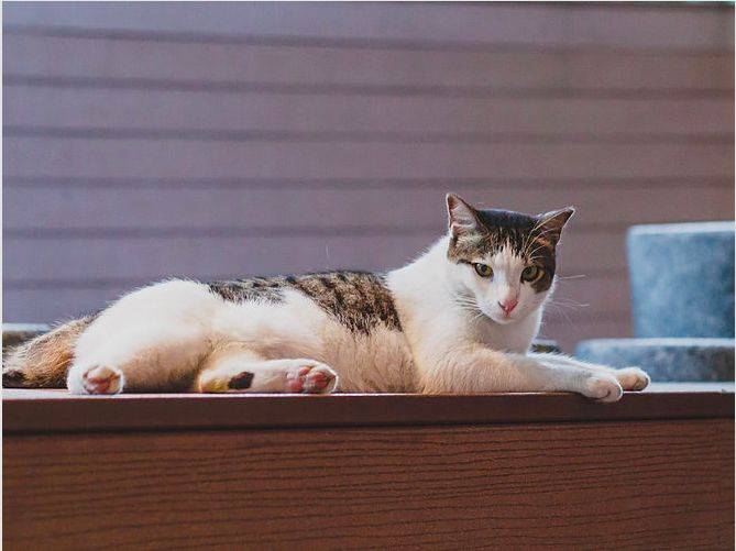 小坡島留學 NUS 校園撸貓攻略