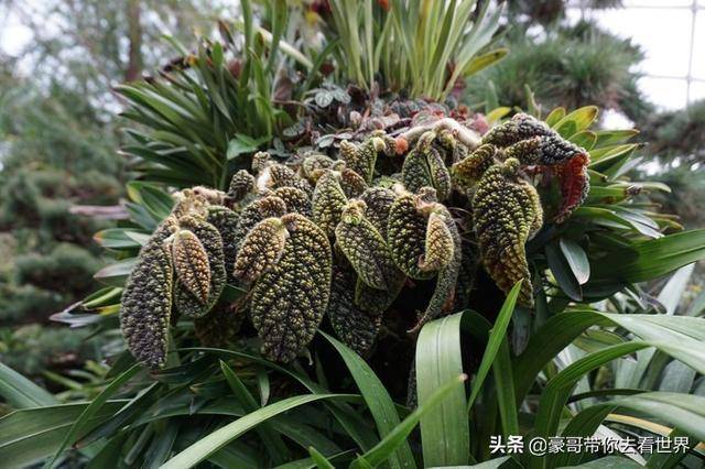 豪哥帶你看世界：新加坡不枉此行的12大看點（下）分三集介紹