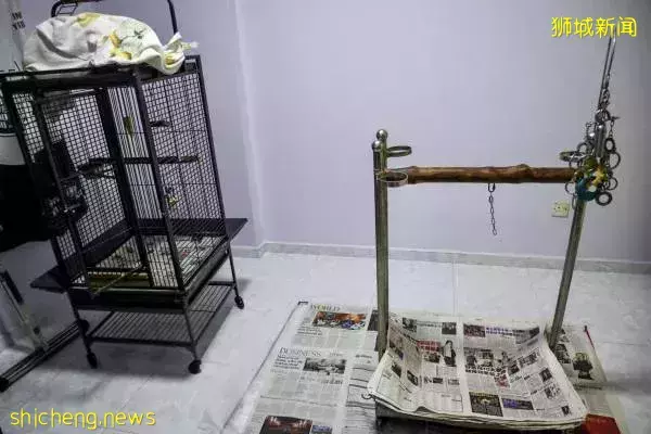 鹦鹉被老鹰吓走 饲主贴寻鸟启示 终在咖啡店找回