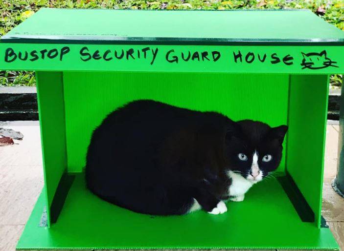 暖心！瓢泼大雨中新加坡爱心人士为流浪猫造房子