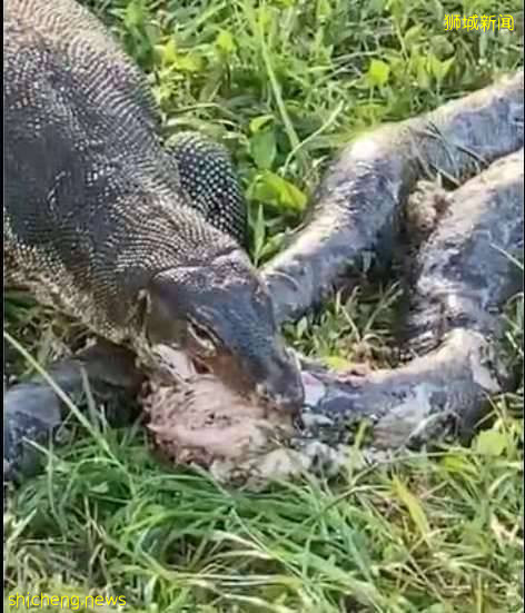巨蜥狂啃巨蟒尸体，大自然的惊人景象你敢看吗