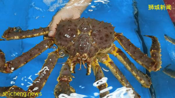 新加坡再次解封後，這家中國超市火了！80多種海鮮$2起！小龍蝦辣條包點東北大米扛回家