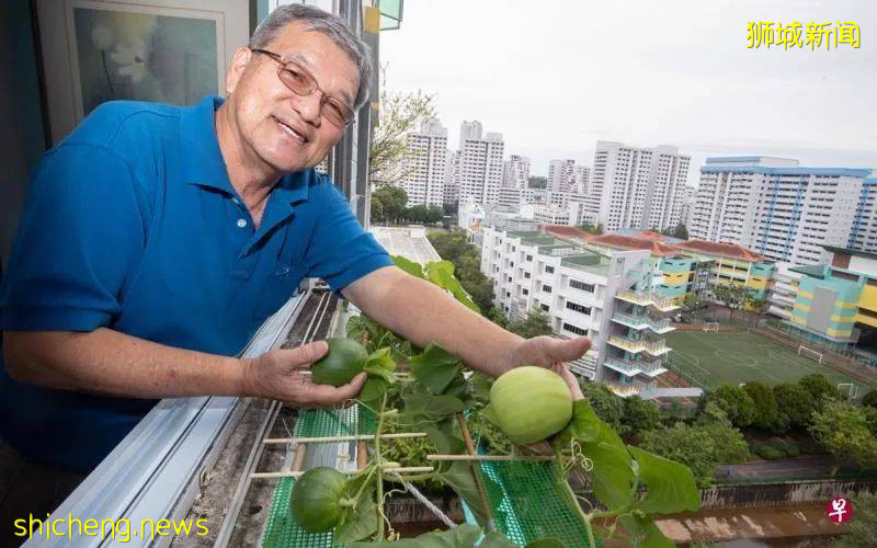 阿叔组屋窗外打造“空中花园” 种出茂盛蔬果