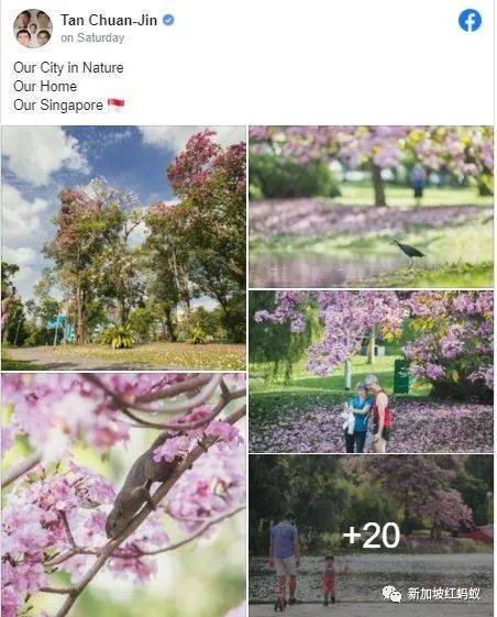 新加坡也有“櫻花”？看看當地領導們如何當起賞花向導