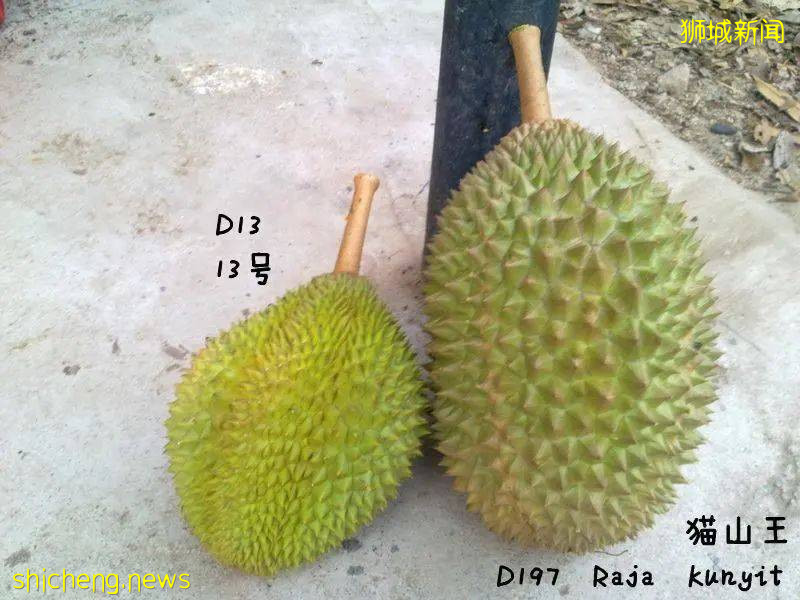 疫情下新加坡榴梿價格更劃算?請查收你的專屬榴梿