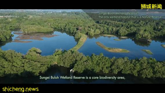 15公裏步道、紅樹林、親子遊…新加坡要建超大自然公園,看看是不是就在你家附近