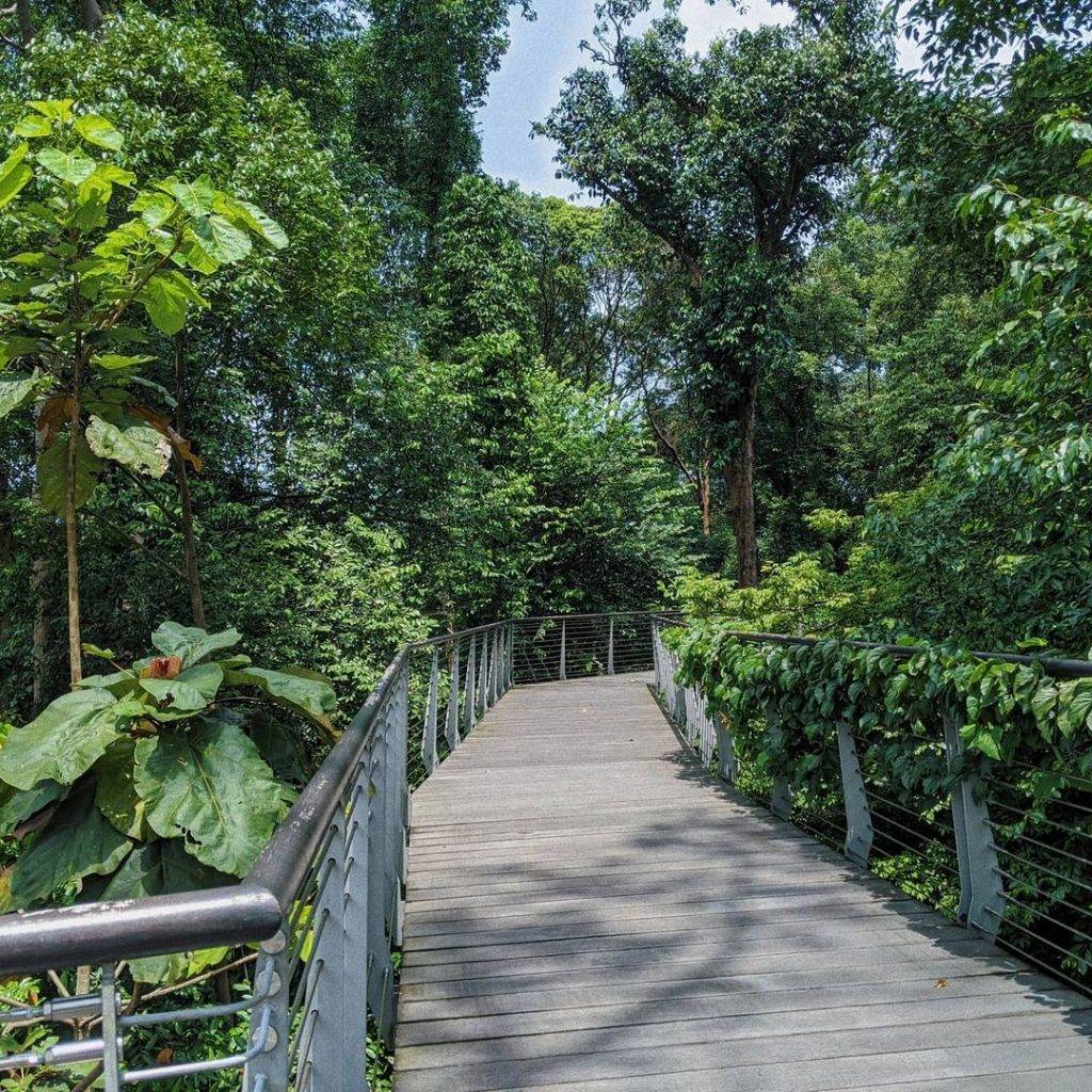 新加坡植物园探秘🤫 小众森林Learning Forest多处美景待解锁💫 沼泽木板步道、悬空吊网巨好玩