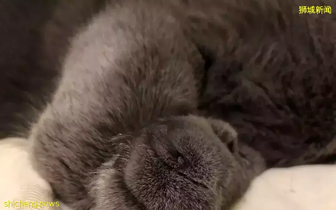 耗时6个月,隔离30天,我的宝贝终于来新加坡跟我团聚了