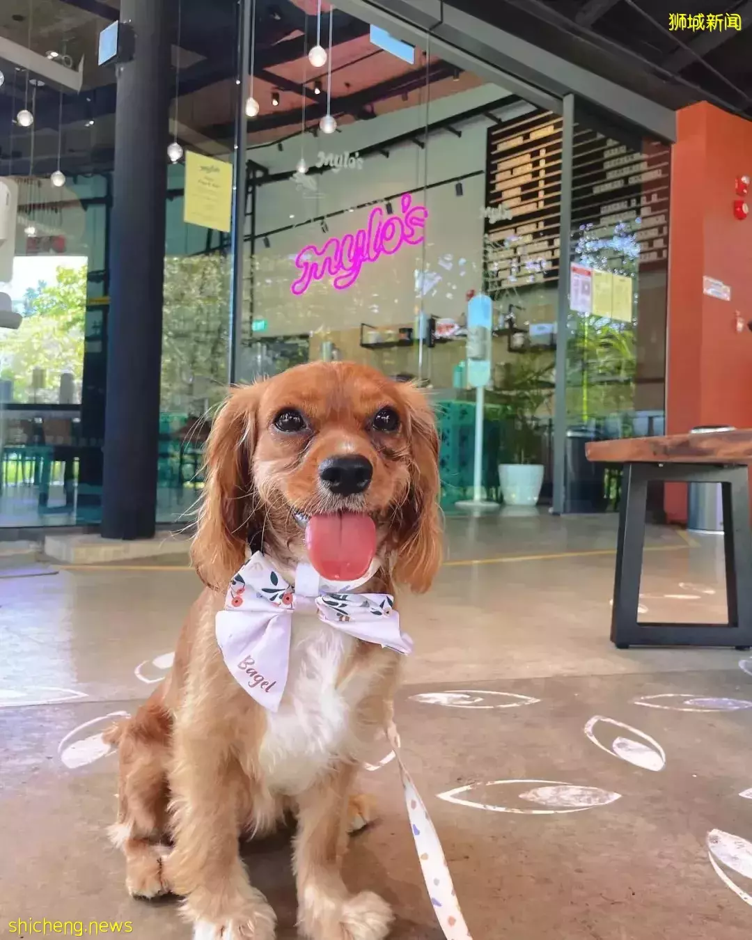 免费!新加坡全新音乐游乐场,野餐、遛狗、放风筝走起