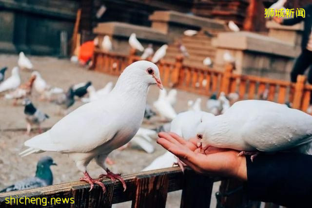 在新加坡,這些事情千萬不可以做