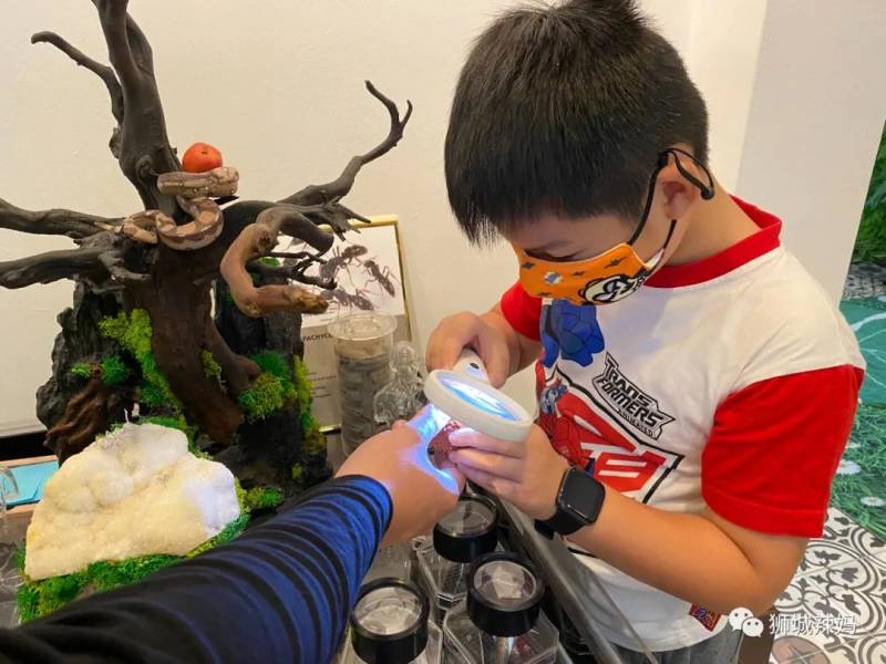 亞洲第一的螞蟻博物館居然在新加坡