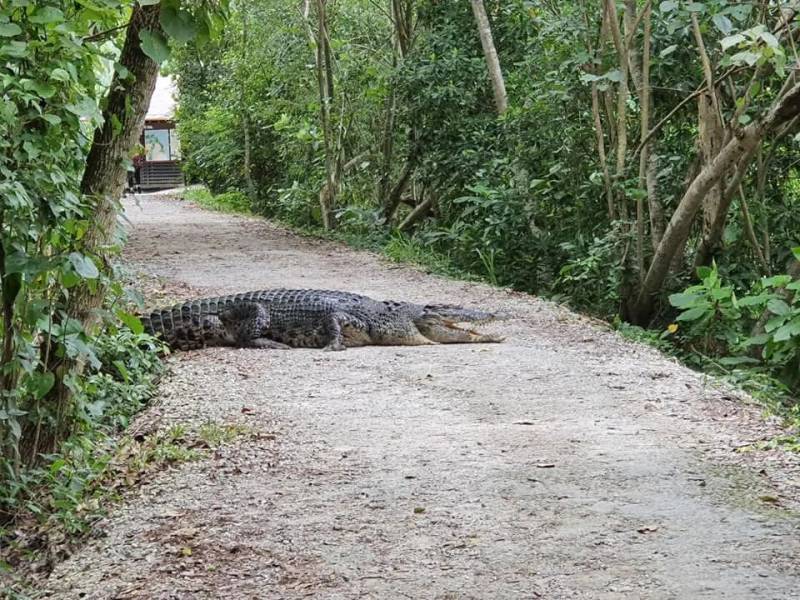 新加坡鳄魚上岸堵路,張開大嘴!海豚犀鳥也都來了