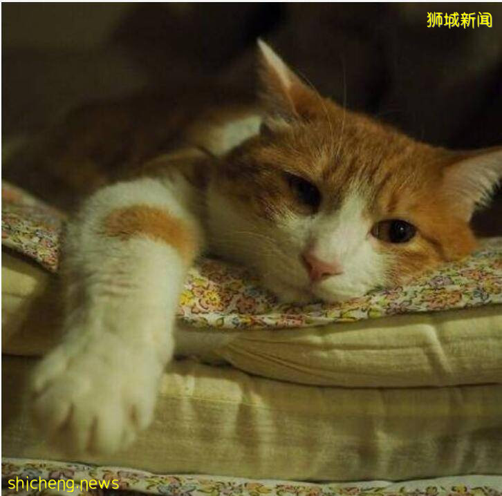 新加坡地铁线路体验完要多久？美国小哥掏15元、耗时12小时、历经174站