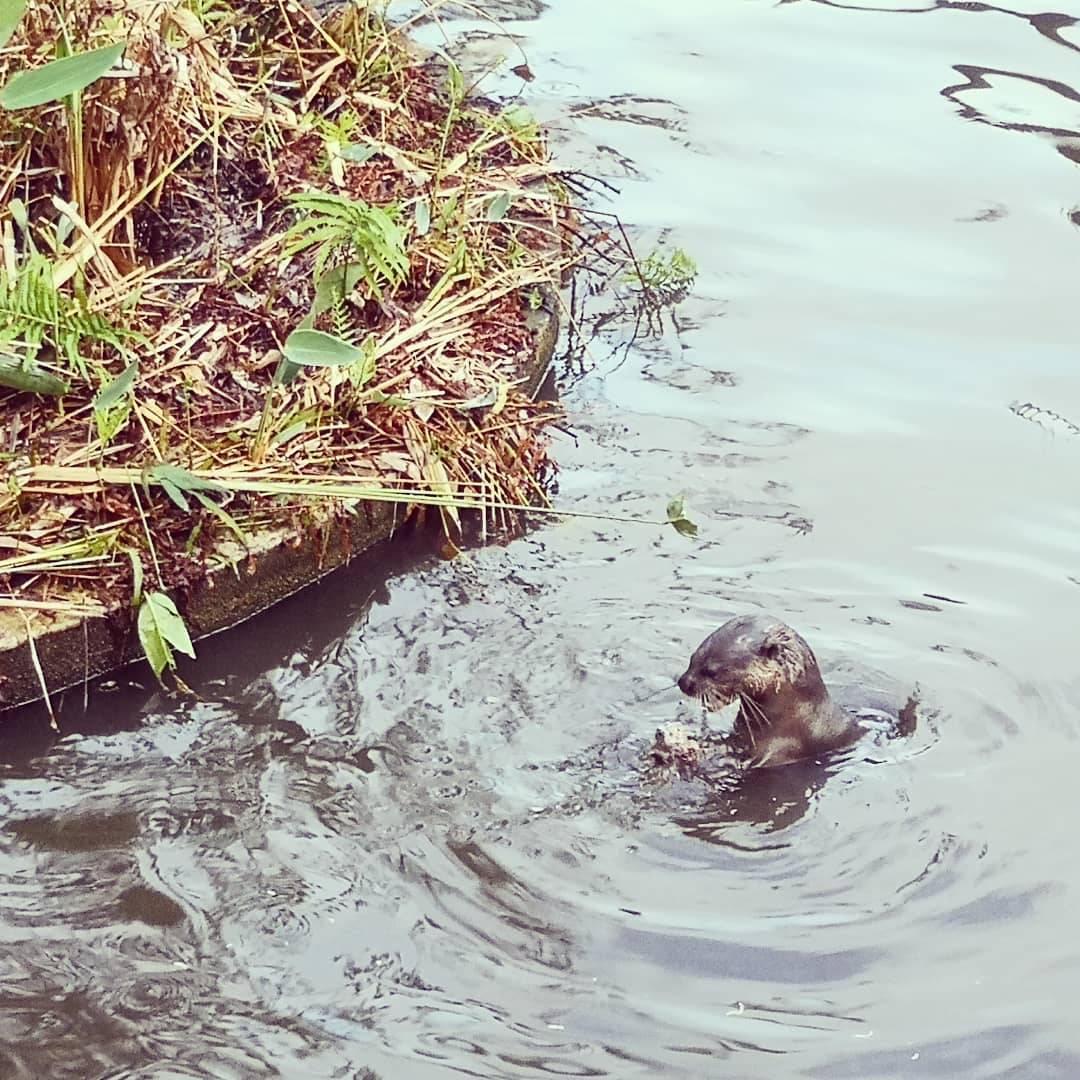 本地最美麥當勞“Queensway”打卡📷繁盛樹叢+綠蔭植物+靜谧池塘、靓"綠"風景線🌳