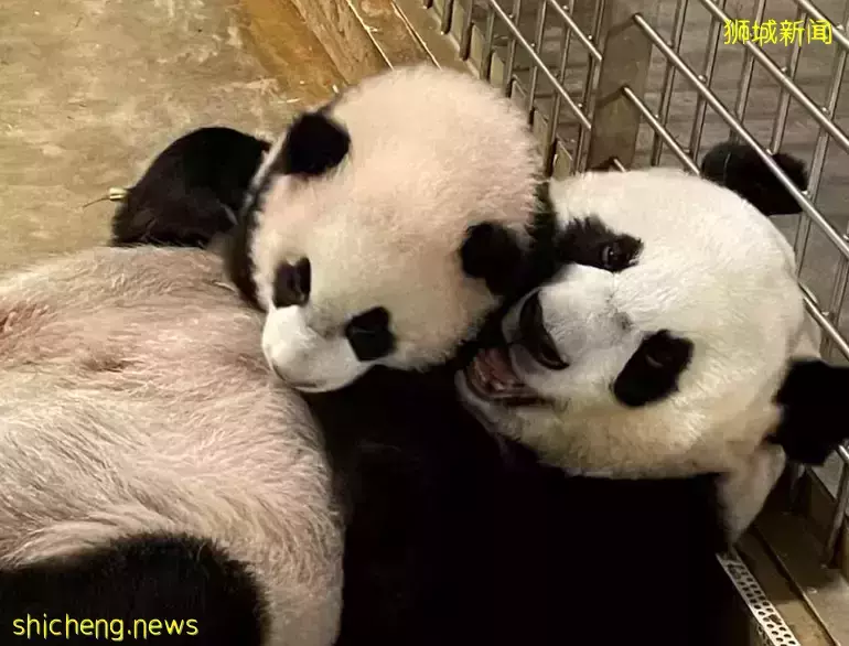 新加坡外交部长同新加坡总统访华并发十条贴文,连连赞叹赴华之旅