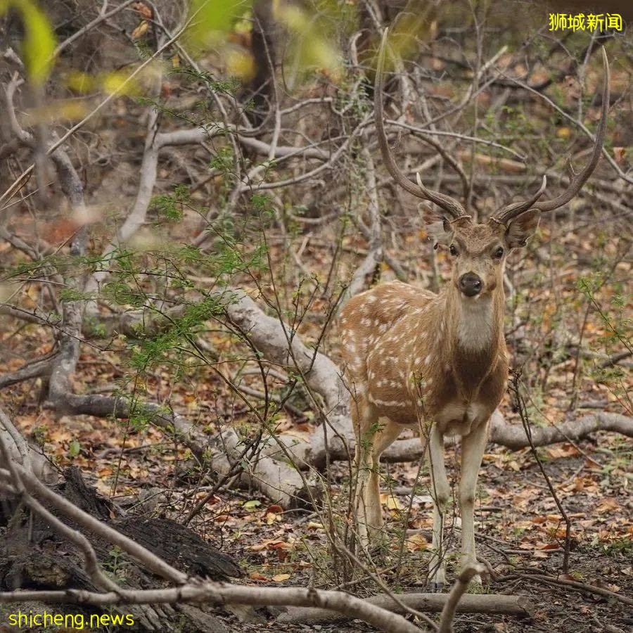 人少景美！新加坡5个自然公园推荐，第一个就心动了