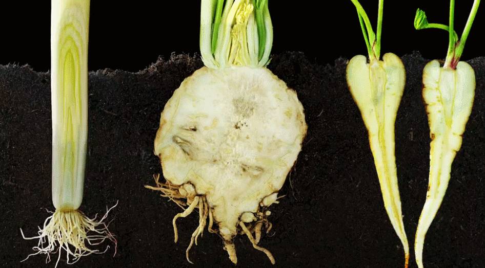 天厨免费霸王餐行动,赶紧开补