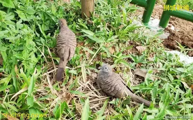 超级奶爸!带着2岁女儿骑行17小时166公里,环游新加坡